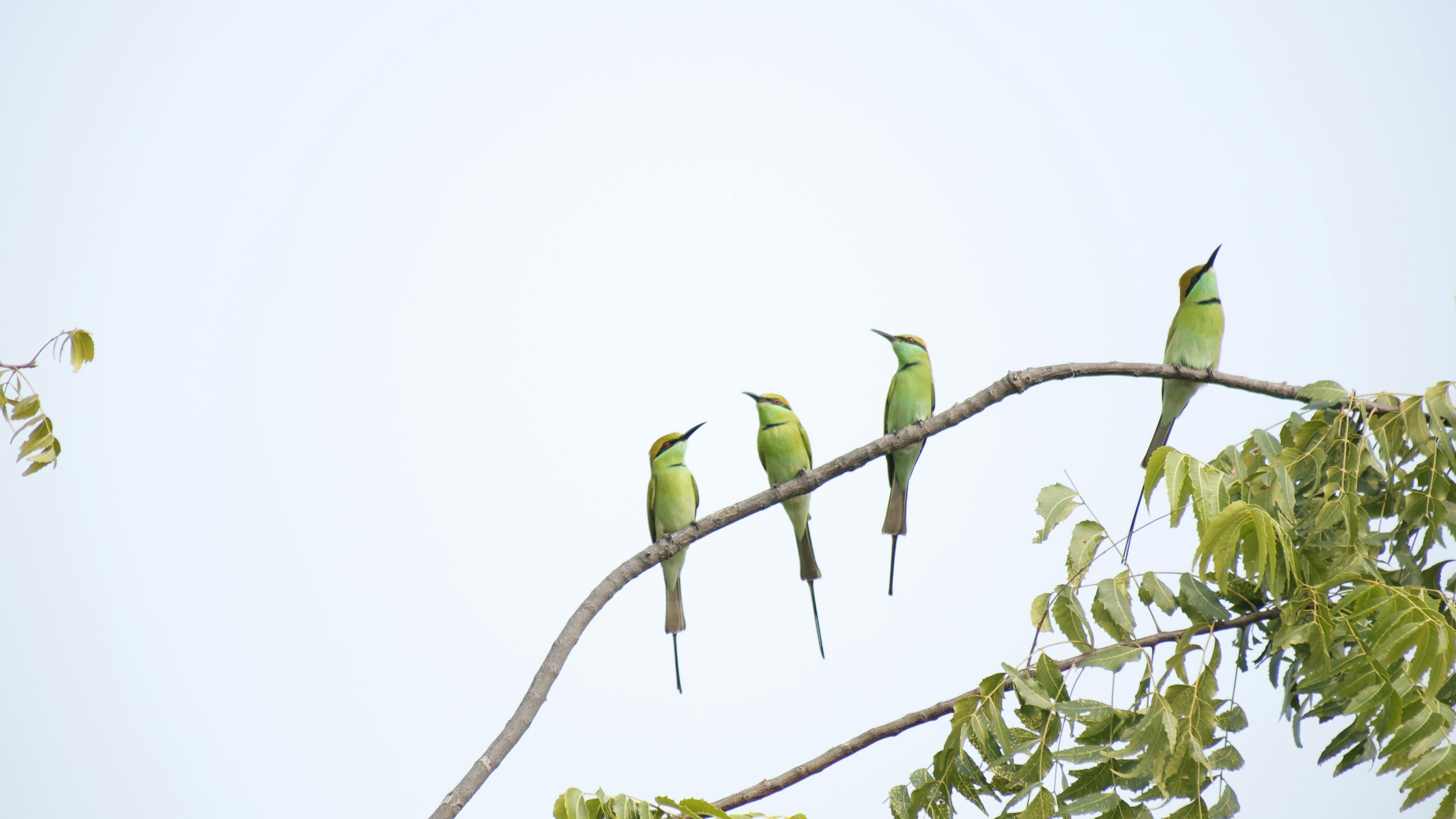 Image of some green birds