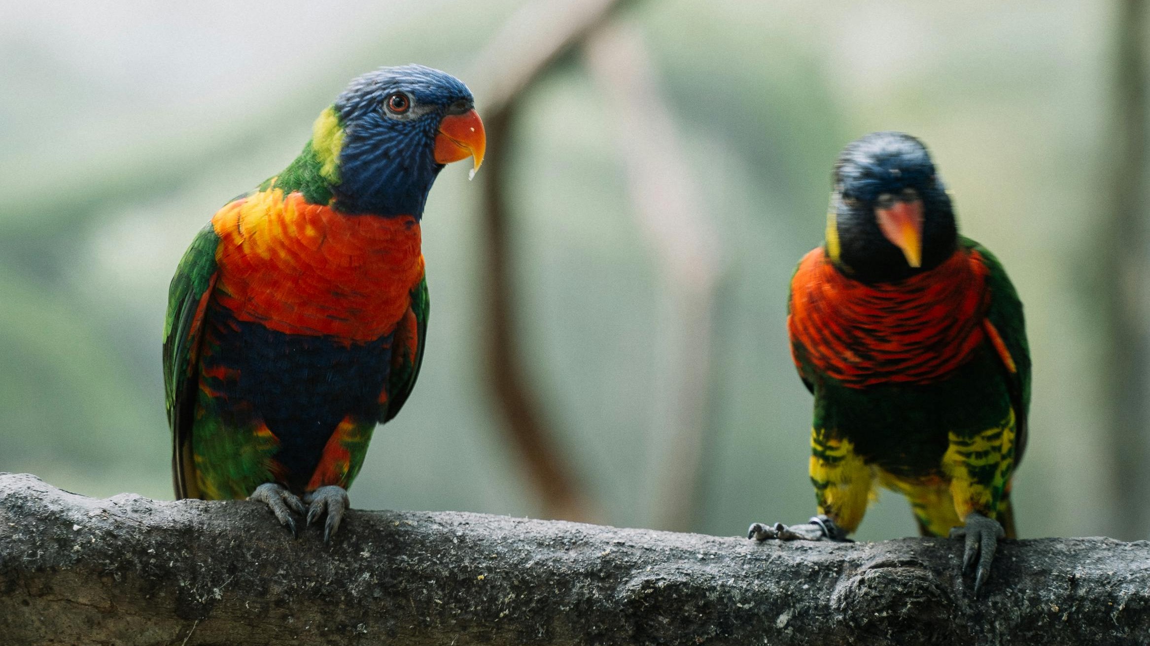 Image of two parrots